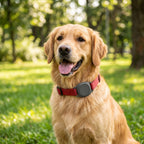 GPS para Mascotas en collar de perro